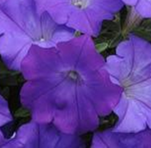 петуния ампельная гибридная Petunia х hibrida